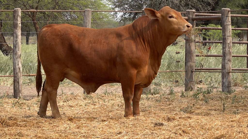 La Legua de Gelid, Rp 1859.00_00_08_32.Imagen fija004