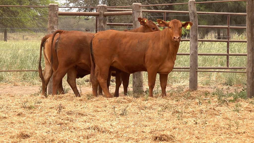 La Legua de Gelid, Vaquillonas Lote 54.00_00_07_35.Imagen fija004